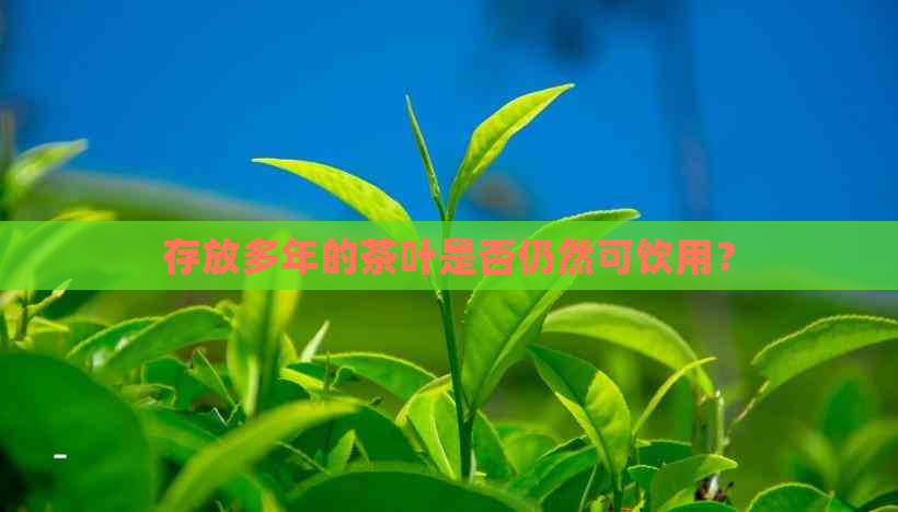 存放多年的茶叶是否仍然可饮用？