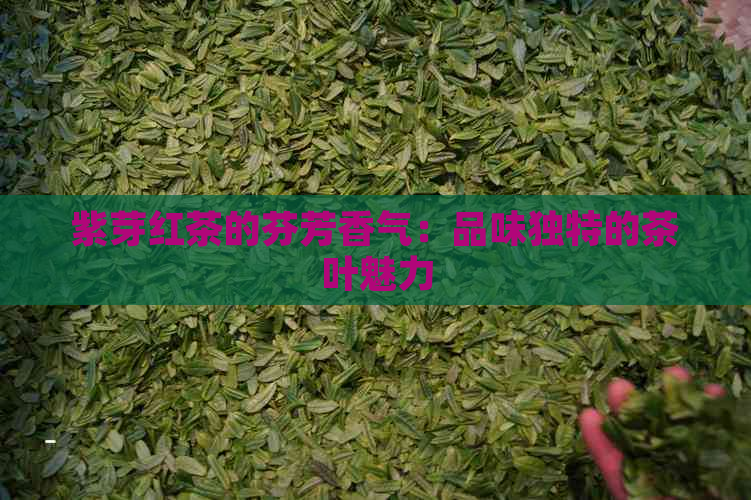 紫芽红茶的芬芳香气：品味独特的茶叶魅力