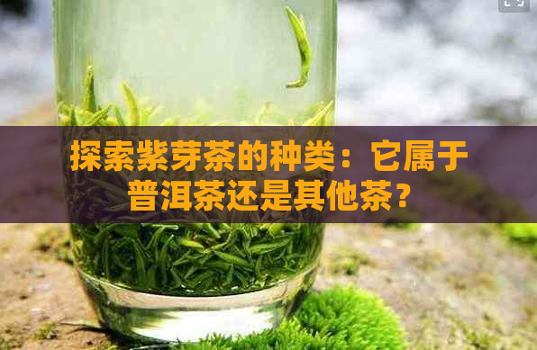 探索紫芽茶的种类：它属于普洱茶还是其他茶？