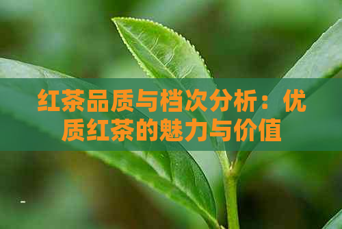 红茶品质与档次分析：优质红茶的魅力与价值