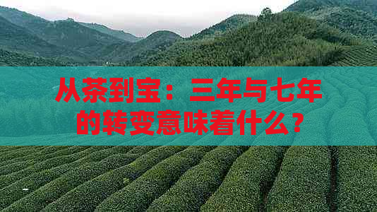 从茶到宝：三年与七年的转变意味着什么？