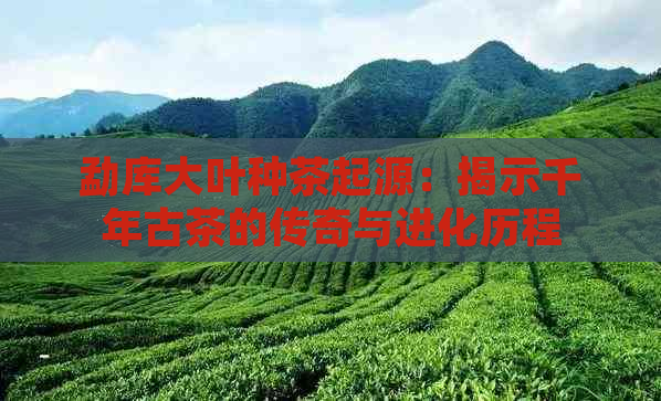 勐库大叶种茶起源：揭示千年古茶的传奇与进化历程