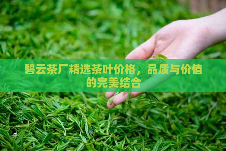 碧云茶厂精选茶叶价格，品质与价值的完美结合