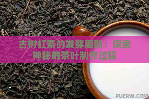 古树红茶的发酵周期：探索神秘的茶叶制作过程