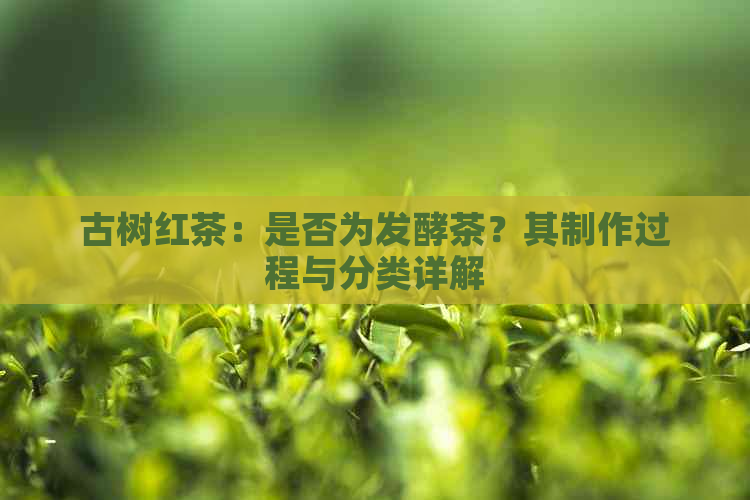 古树红茶：是否为发酵茶？其制作过程与分类详解