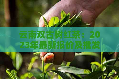 云南双古树红茶：2023年最新报价及批发价格