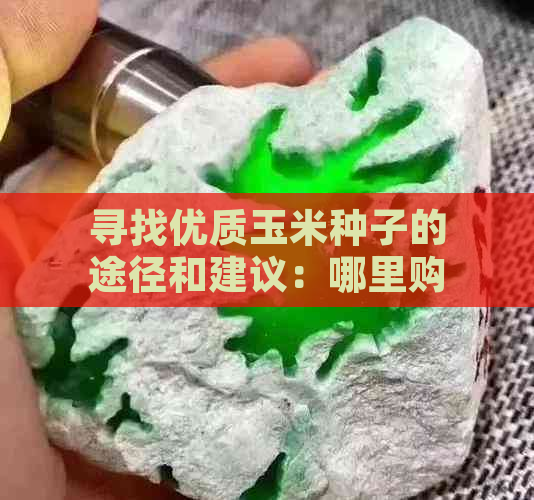 寻找优质玉米种子的途径和建议：哪里购买？如何鉴别？种植技巧有哪些？