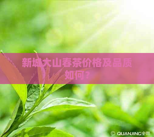 新城大山春茶价格及品质如何？