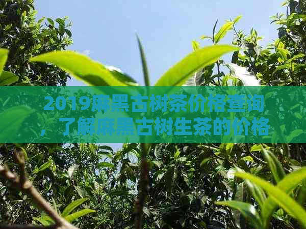 2019麻黑古树茶价格查询，了解麻黑古树生茶的价格行情