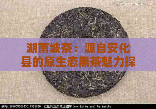 湖南坡茶：源自安化县的原生态黑茶魅力探究