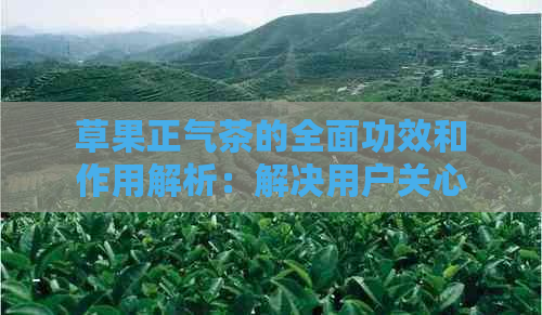 草果正气茶的全面功效和作用解析：解决用户关心的健问题