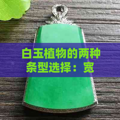 白玉植物的两种条型选择：宽条与细条，哪种更适合养护？