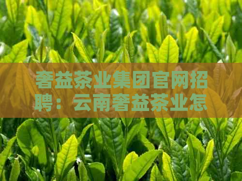 奢益茶业集团官网招聘：云南奢益茶业怎么样，了解价格与品质！