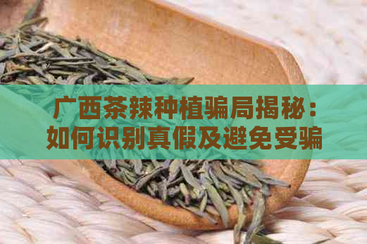 广西茶辣种植骗局揭秘：如何识别真假及避免受骗