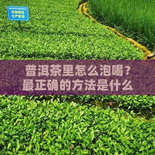 普洱茶里怎么泡喝？最正确的方法是什么？