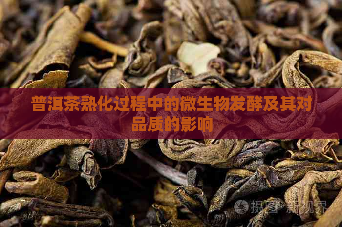 普洱茶熟化过程中的微生物发酵及其对品质的影响