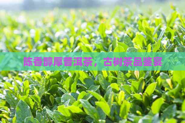 陈香醇厚普洱茶，古树茶品鉴宴