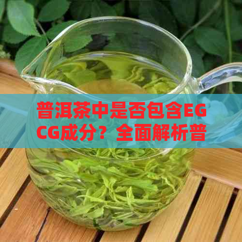 普洱茶中是否包含EGCG成分？全面解析普洱茶与EGCG的关系及相关研究