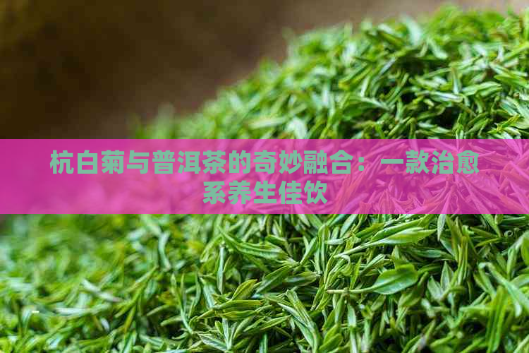 杭白菊与普洱茶的奇妙融合：一款治愈系养生佳饮