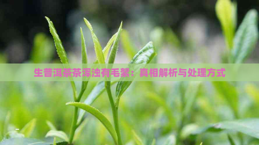 生普洱茶茶浑浊有毛絮：真相解析与处理方式