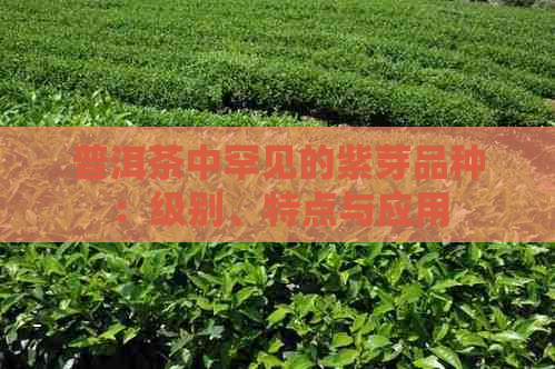 普洱茶中罕见的紫芽品种：级别、特点与应用