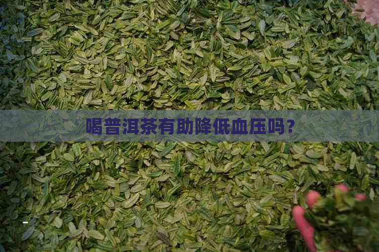 喝普洱茶有助降低血压吗？