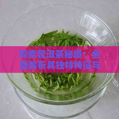 探索普洱茶秘境：全面解析其独特特征与品饮技巧