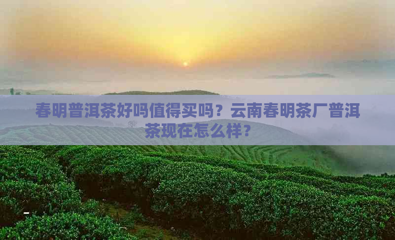 春明普洱茶好吗值得买吗？云南春明茶厂普洱茶现在怎么样？