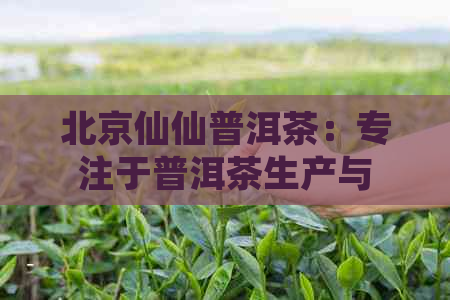 北京仙仙普洱茶：专注于普洱茶生产与创新的领先企业