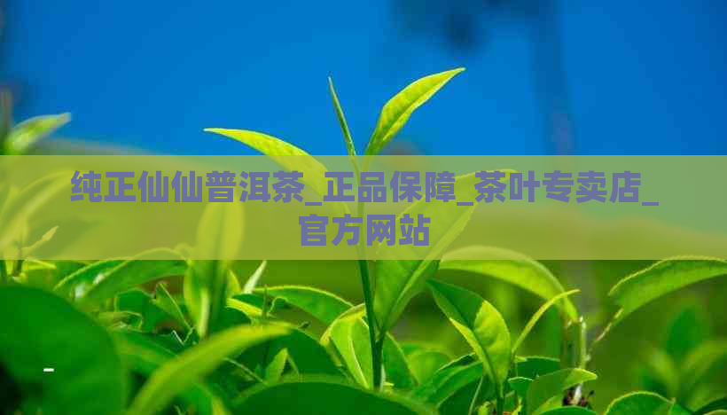 纯正仙仙普洱茶_正品保障_茶叶专卖店_官方网站