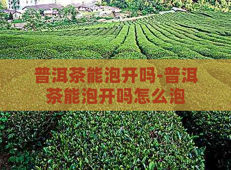 普洱茶能泡开吗-普洱茶能泡开吗怎么泡