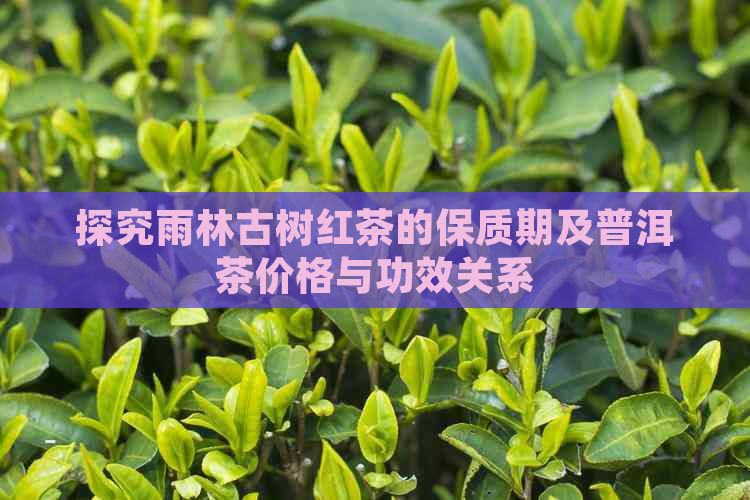 探究雨林古树红茶的保质期及普洱茶价格与功效关系