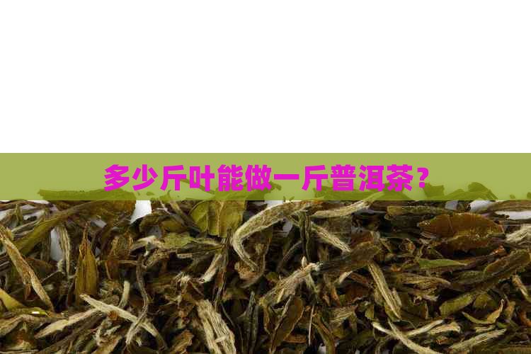 多少斤叶能做一斤普洱茶？