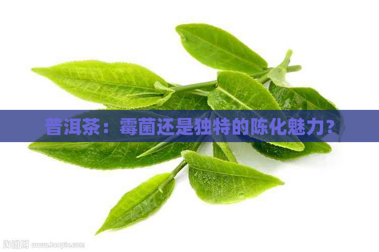 普洱茶：霉菌还是独特的陈化魅力？