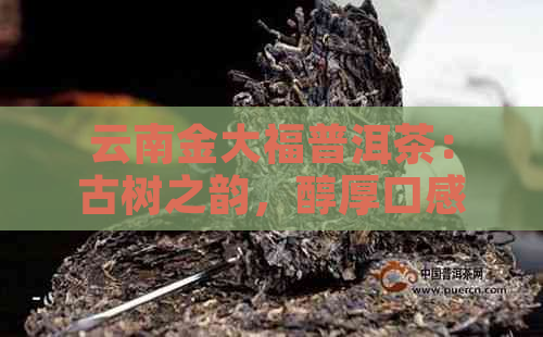 云南金大福普洱茶：古树之韵，醇厚口感的秘密解析