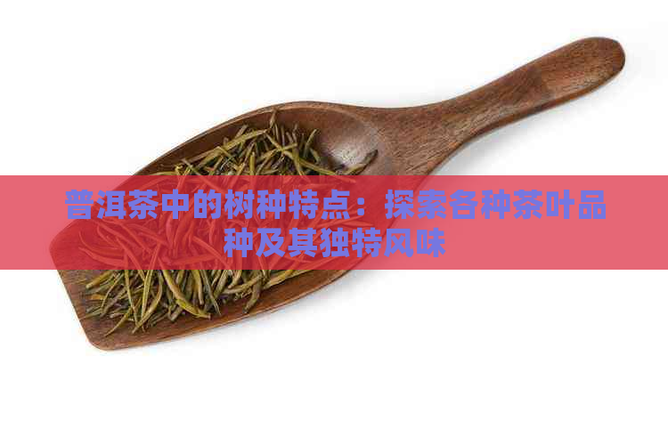 普洱茶中的树种特点：探索各种茶叶品种及其独特风味