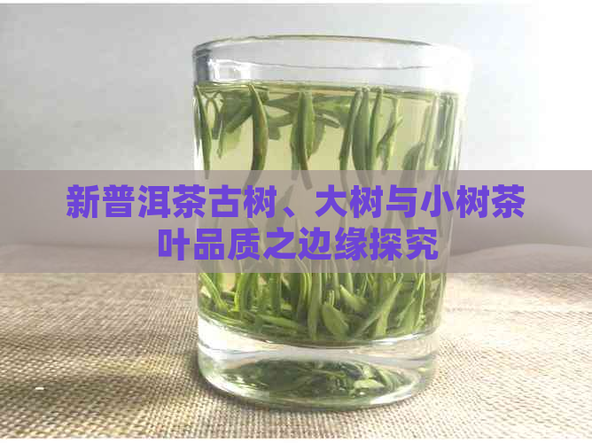 新普洱茶古树、大树与小树茶叶品质之边缘探究