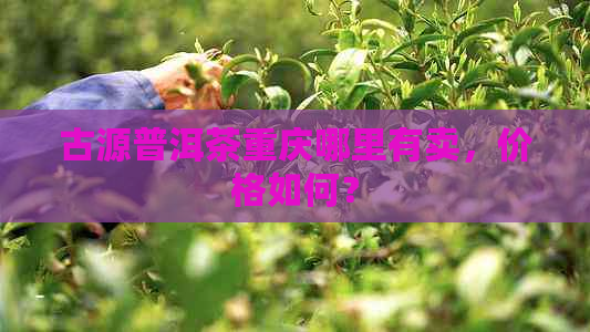 古源普洱茶重庆哪里有卖，价格如何？