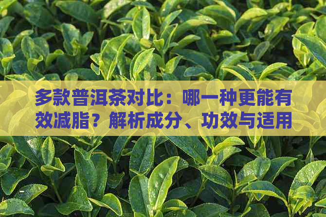 多款普洱茶对比：哪一种更能有效减脂？解析成分、功效与适用人群