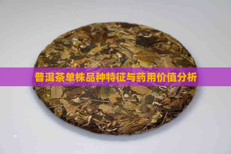 普洱茶单株品种特征与药用价值分析