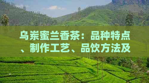 乌岽蜜兰香茶：品种特点、制作工艺、品饮方法及营养价值全面解析