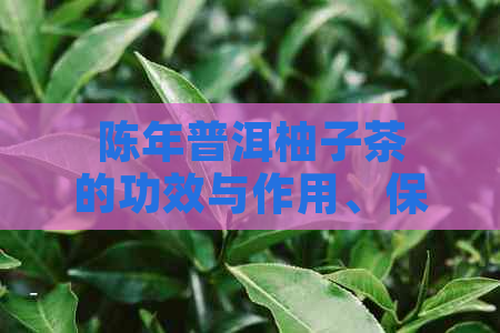 陈年普洱柚子茶的功效与作用、保存时间、适宜饮用方法以及口感评价