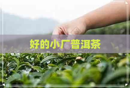 好的小厂普洱茶