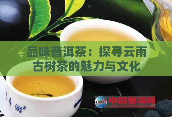 品味普洱茶：探寻云南古树茶的魅力与文化