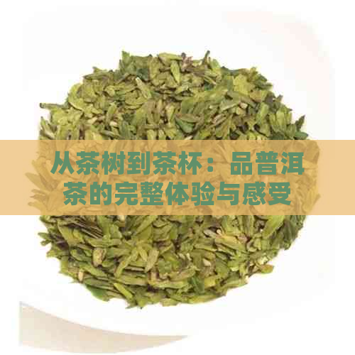 从茶树到茶杯：品普洱茶的完整体验与感受