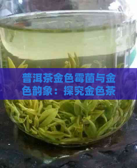 普洱茶金色霉菌与金色韵象：探究金色茶虫与普洱茶金色阳光之间的关系