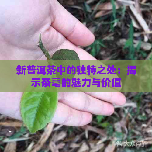 新普洱茶中的独特之处：揭示茶毫的魅力与价值