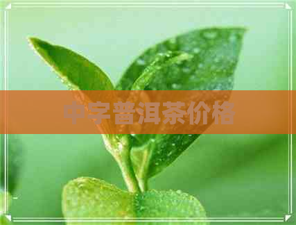 中字普洱茶价格