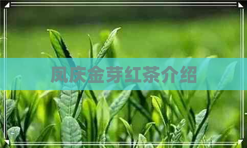 凤庆金芽红茶介绍