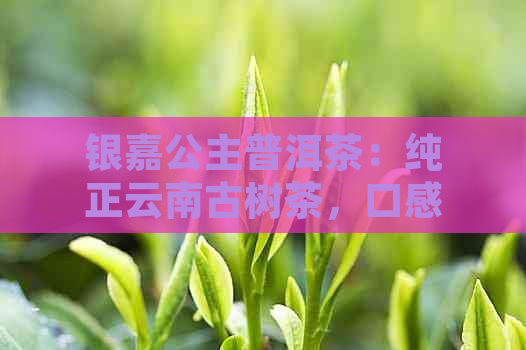 银嘉公主普洱茶：纯正云南古树茶，口感醇厚，品质上乘，收藏佳品